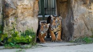 Mláďata tygrů malajských poprvé vyhlížejí, jak to vypadá venku. Foto: Petr Hamerník, Zoo Praha