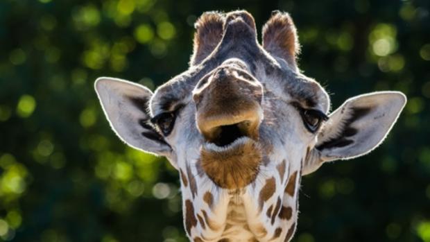 Foto: Petr Hamerník, Zoo Praha