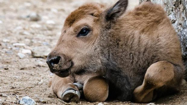 Mládě bizona, foto: Petr Hamerník, Zoo Praha