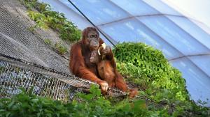Mawar s Kawim „na procházce“. Foto Roman Vodička, Zoo Praha