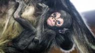 Mládě chápana se v pražské zoologické zahradě narodilo v pondělí 13. dubna. Na snímku je zachyceno přesně v týdnu života. Foto Petr Hamerník, Zoo Praha