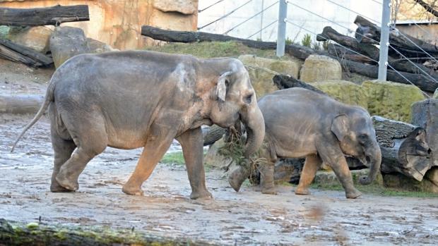 Donna se Sitou, foto: Petr Hamerník, Zoo Praha