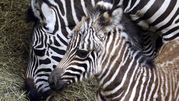 Mláďě zebry Böhmovy, foto: Jozef Sebíň, Zoo Praha