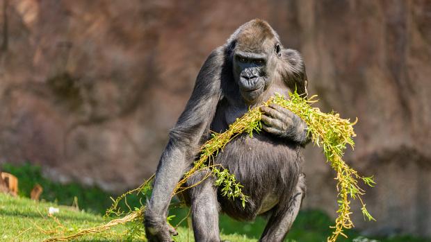 Shinda s pomlázkou. Foto Petr Hamerník, Zoo Praha