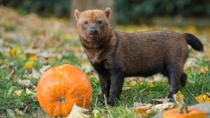 Psi pralesní obdrží dýně v sobotu a pondělí. Foto Petr Hamerník, Zoo Praha