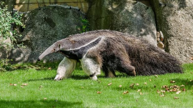 Samice Ella na průzkumu venkovního výběhu. Foto: Petr Hamerník, Zoo Praha