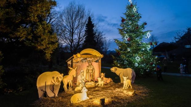 V pražské zoo už svítí vánoční strom. V neděli v podvečer jej rozsvítil ředitel Zoo Praha Miroslav Bobek, který přivítal návštěvníky vánoční zdravicí. Autor: Petr Hamerník, Zoo Praha