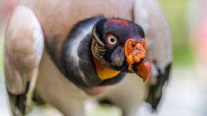 Kondor královský, foto: Petr Hamerník, Zoo Praha 