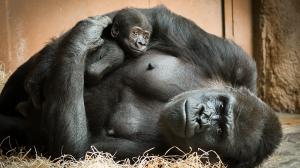 Ajabu znamená zázrak a tím mládě pro svou matku (a nejenom pro ni) vskutku je. Foto: Petr Hamerník, Zoo Praha