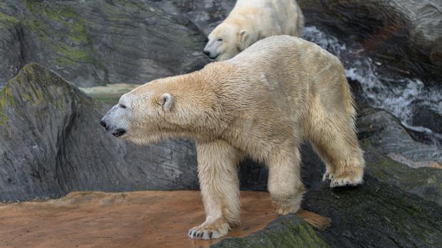 Foto: Petr Hamerník, Zoo Praha