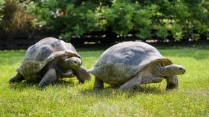 Venkovní výběh poskytuje přátelsky založeným želvám i zábavu. Foto: Petr Hamerník, Zoo Praha