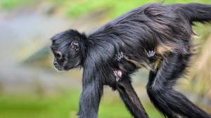 Look closely at the dominant female’s abdomen — that is the key to spotting the baby Mexican spider monkey. Photo by Petr Hamerník, Prague Zoo.