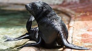 Mamut byl již od narození nepřehlédnutelný. Foto: Petr Hamerník, Zoo Praha
