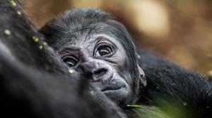 Photo: Miroslav Bobek, Prague Zoo