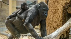 Sameček Ajabu sledoval větší část oslavy svých prvních narozenin z bezpečí zad matky Shindy. Foto: Petr Hamerník, Zoo Praha.