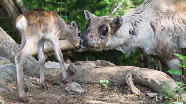 Samice soba karelského s mládětem. Foto: Petr Hamerník, Zoo Praha