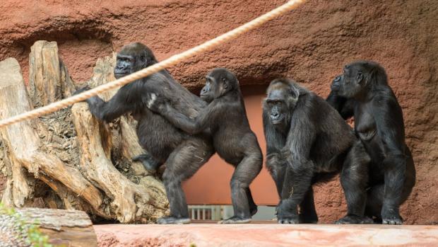 Gorily nížinné Shinda, Ajabu, Kamba a Kijivu. Foto: Petr Hamerník, Zoo Praha