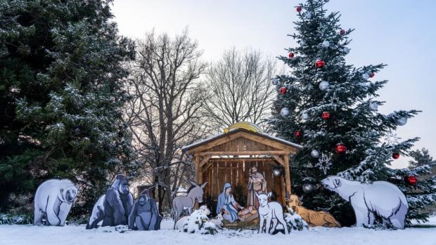 I letos budou návštěvníci Zoo Praha moci obdivovat vzrostlou kavkazskou jedli a tematický betlém, do kterého tradičně přibyde nové zvíře. Foto Oliver Le Que, Zoo Praha