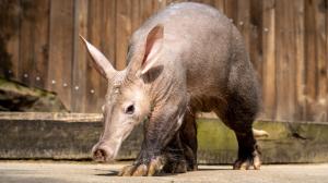 Šestiletá samice hrabáče kapského Sabi utvoří chovný pár s čtrnáctiletým samcem Dracem. Podle chovatelů je zvídavá a temperamentní. Foto Oliver Le Que, Zoo Praha