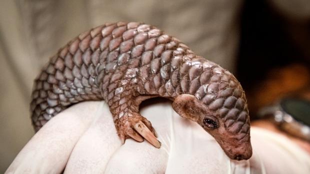 The pangolin pup was born early on a Thursday morning. It is not only the first ever born pangolin pup in the Prague Zoo, but also in all of Europe. Photo: Miroslav Bobek, Prague Zoo