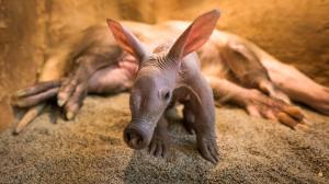 Malý hrabáč nabírá na váze, aktuálně váží již 2 968 gramů. Foto Petr Hamerník, Zoo Praha