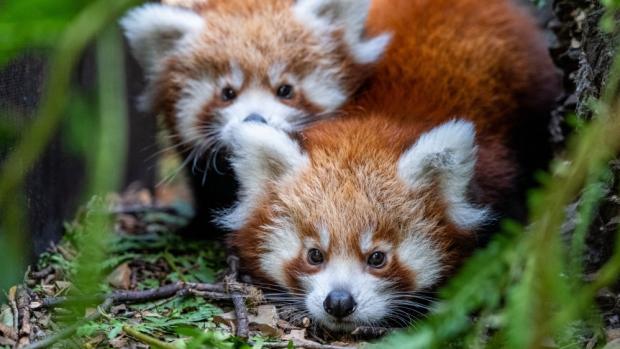 Ve venkovním výběhu mohou návštěvníci vidět dvojčata pandy červené spolu s jejich matkou převážně v ranních hodinách a kolem poledne. Autor: Oliver Le Que, Zoo Praha