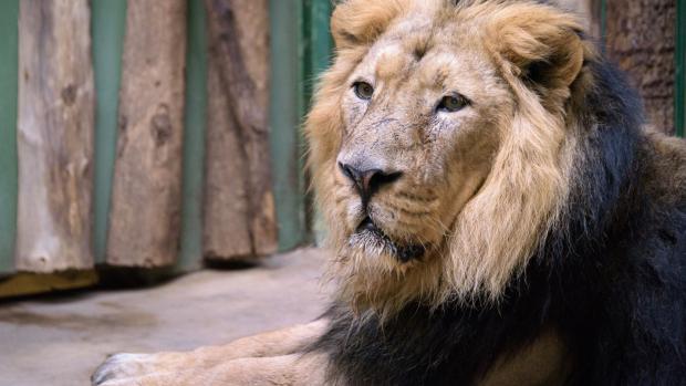 Foto: Petr Hamerník, Zoo Praha