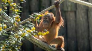 Foto: Oliver Le Que, Zoo Praha