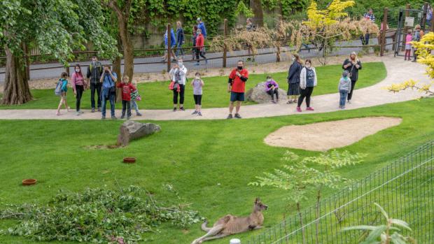 V sobotu 30. května Zoo Praha otevřela Darwinův kráter, novou expozici tasmánské a australské fauny. Zájem návštěvníků byl tak velký, že již hodinu po poledni musely být brány dalším příchozím uzavřeny. Podobné situace se lidé nyní již nebudou muset obávat. Snímek z průchozího výběhu klokanů v Darwinově kráteru. Foto: Petr Hamerník, Zoo Praha.