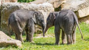 Samičky slona indického, které se v Zoo Praha narodily krátce po sobě na konci března a na začátku května, si pravidelně užívají venkovního výběhu. Foto: Petr Hamerník, Zoo Praha.
