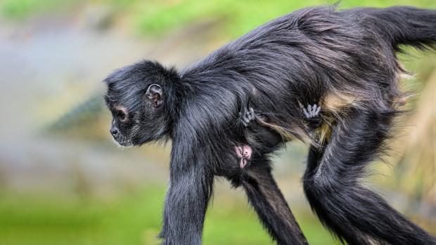 Look closely at the dominant female’s abdomen — that is the key to spotting the baby Mexican spider monkey. Photo by Petr Hamerník, Prague Zoo.