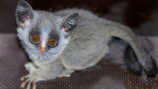 Komba jižní, foto: Petr Hamerník, Zoo Praha