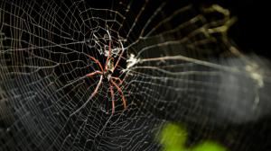 Red-legged Golden Orb-web Spider in new gorilla house — Dja Reserve, Photo: Petr Hamerník