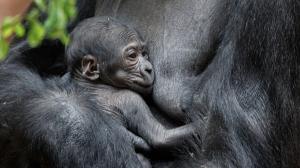 Photo: Miroslav Bobek, Prague Zoo