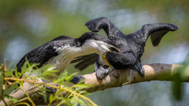 Mláďata kormoránů jsou ve venkovní voliéře Ptačích mokřadů krmena rodiči. Foto: Petr Hamerník, Zoo Praha.