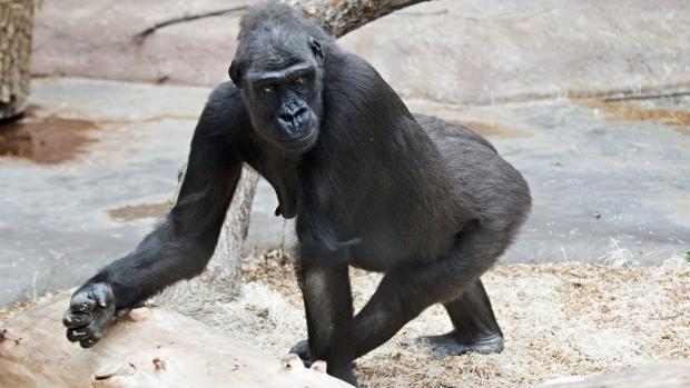 Kijivu se pokouší stát dominantní samicí. Foto: Tomáš Adamec, Zoo Praha