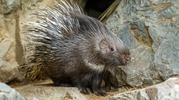 Dikobrazi srstnatonosí patří mezi tradiční obyvatele Zoo Praha – v Troji je lidé mohli vidět poprvé už v roce 1942. Foto Petr Hamerník, Zoo Praha