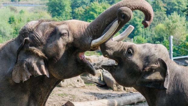 Ankhor (na snímku vlevo) přicestoval do pražské zoo loni v létě. Během svého života stihnul zplodit už 11 potomků. Foto: Petr Hamerník, Zoo Praha.