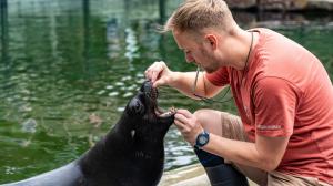 Lachtan Eda už zvládá kompletní veterinární prohlídku. Na snímku při kontrole zubů s vrchním chovatelem Jakubem Mezeiem. Foto: Oliver Le Que, Zoo Praha