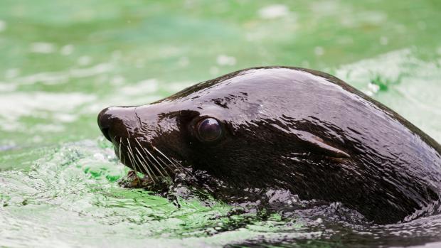 Foto: Tomáš Adamec, Zoo Praha