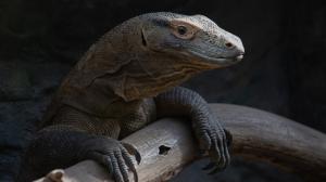 Foto: Tereza Mrhálková, Zoo Praha