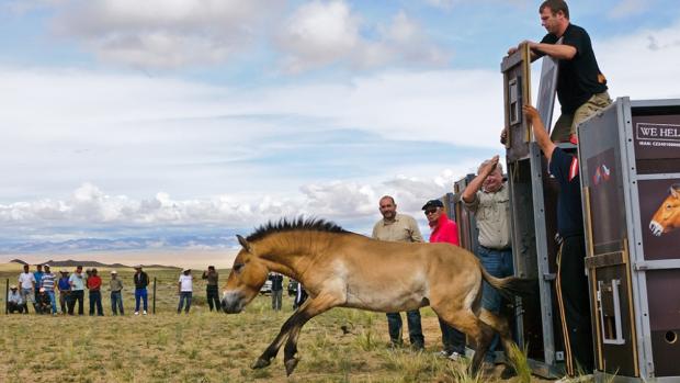 A historic moment: on 16 June 2011, one of the four Przewalski’s horses runs out of the transport crate into the acclimatisation enclosure in the Khomyn Tal area near Khar Us Nuur National Park in western Mongolia, marking the culmination of Prague Zoo’s demanding and unprecedented project. Photo: Jana Ptačinská Jirátová, Prague Zoo