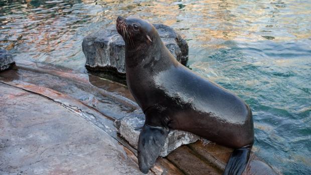 Bára, foto: Petr Hamerník, Zoo Praha