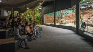 Nový pavilon goril Zoo Praha – Rezervace Dja – bude mít pro velký zájem veřejnosti dočasně prodlouženou otevírací dobu do 20 hodin. Foto Petr Hamerník, Zoo Praha