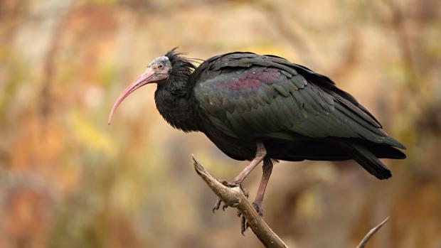 Ibis skalní. Foto: Rostislav Stach, Zoo Praha