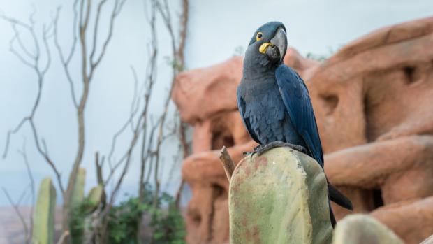 Photo: Petr Hamerník, Prague Zoo