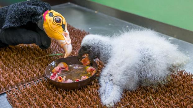 Pokud vše půjde dobře, budou chovatelé o kondora menšího pečovat ještě několik měsíců. Foto Petr Hamerník, Zoo Praha