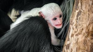 Nový přírůstek ve skupině gueréz pláštíkových. Foto: Petr Hamerník, Zoo Praha