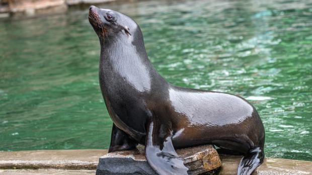 Foto: Petr Hamerník, Zoo Praha