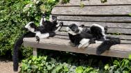 In recent days, it is the ruffed lemurs rather than visitors that have been relaxing on the benches. While ring-tailed lemurs most often bask sitting upright, ruffed lemurs adopt a variety of positions. Photo: Petr Hamerník, Prague Zoo